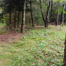 Firma Usługowa Pucuś Adriana Draźba - Przed wycinką