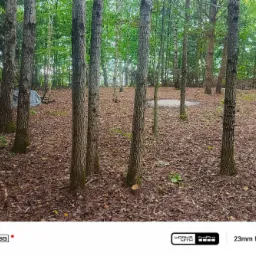 Leśny krajobraz z widocznymi ściętymi pniami drzew, pokrytymi mchem u podstawy. W tle widać zieloną roślinność i rozrzucone liście.