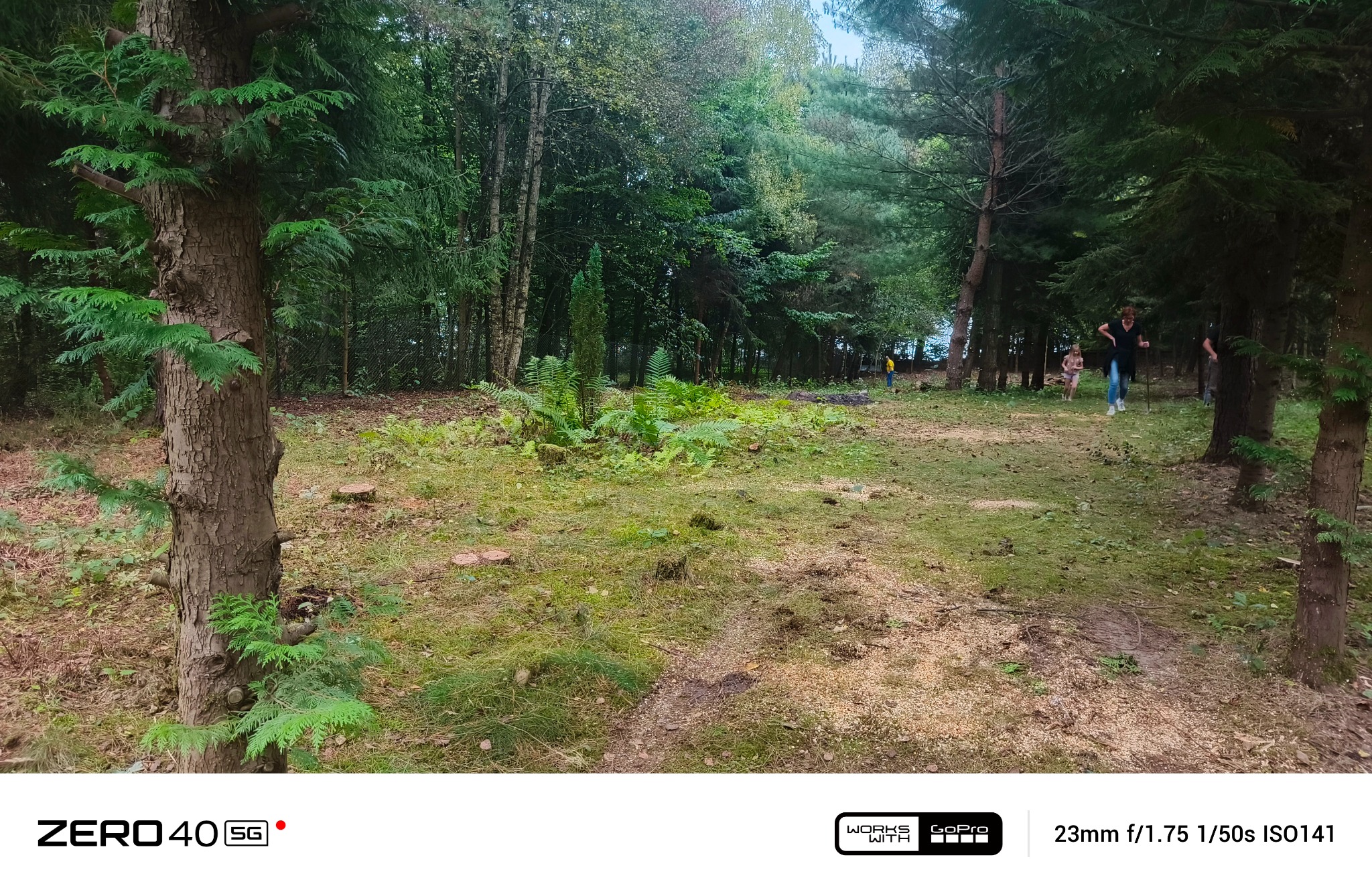 Leśna polana z widocznymi śladami po wycince drzew, w tle spacerujące osoby. Świeże trociny i pnie drzew wskazują na niedawne prace leśne.