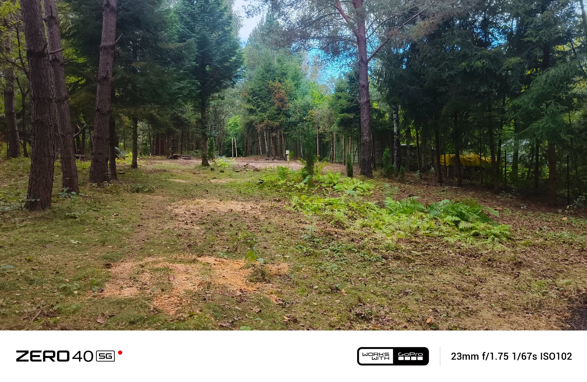 Leśny krajobraz z widocznymi śladami po wycince drzew, w tle gęsty las, a na pierwszym planie świeże trociny i ścięte pnie. Widok na teren po wycince drzew.