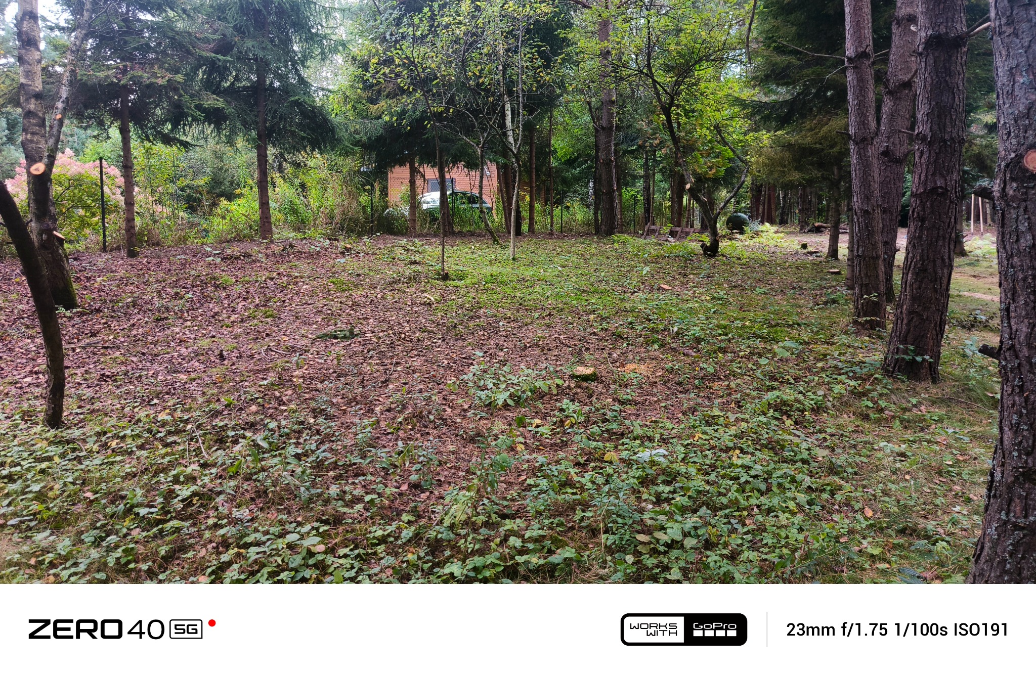 Leśna działka z widocznymi pniami drzew i runem leśnym pokrytym liśćmi, w tle budynek. Działka przed wycinką i pielęgnacją, widok na zarośnięty teren.