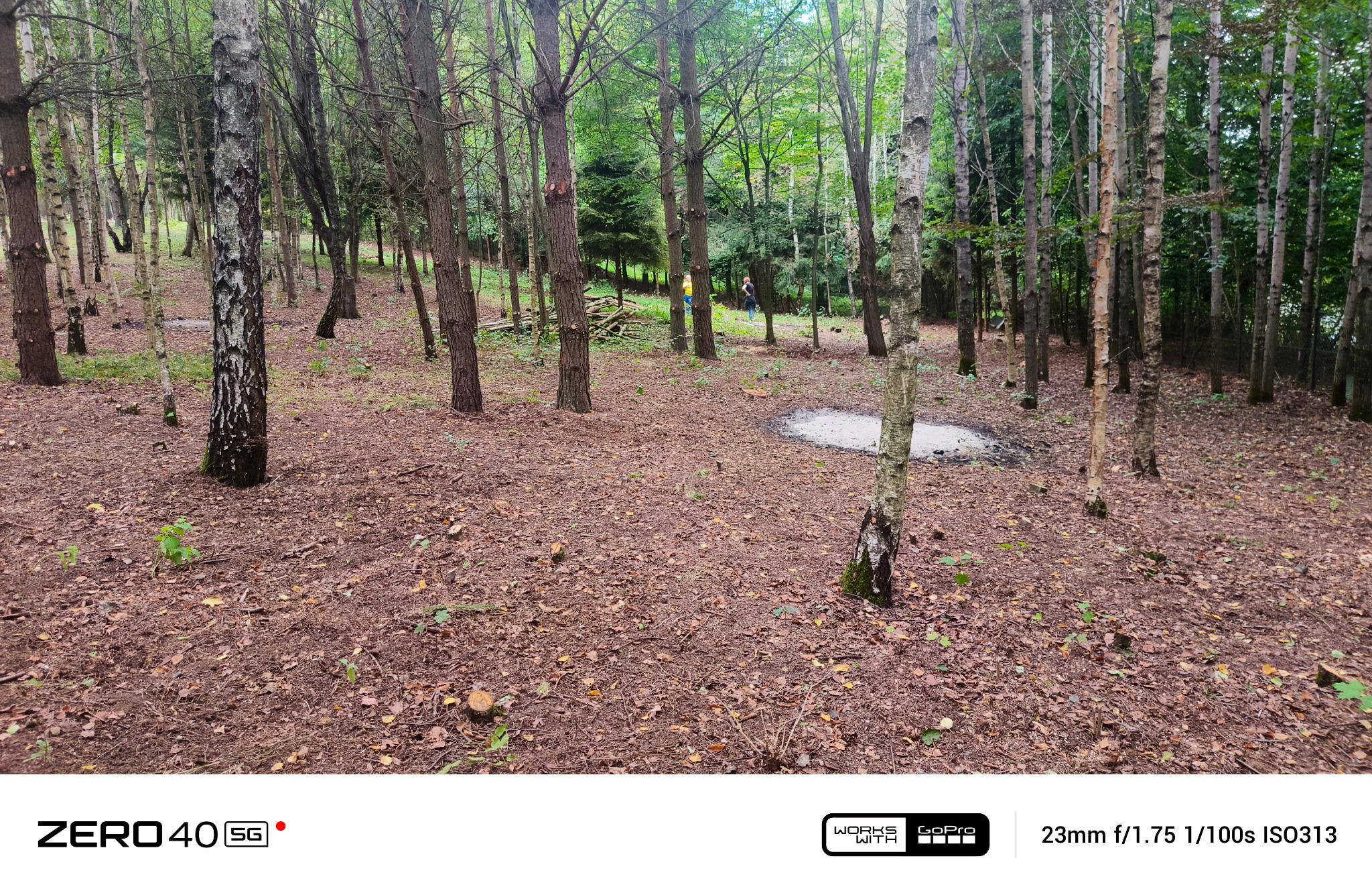 Leśny krajobraz z powalonymi drzewami i widocznymi śladami po wycince. W tle dwie osoby. Ścięte pnie drzew. Liście na ziemi.