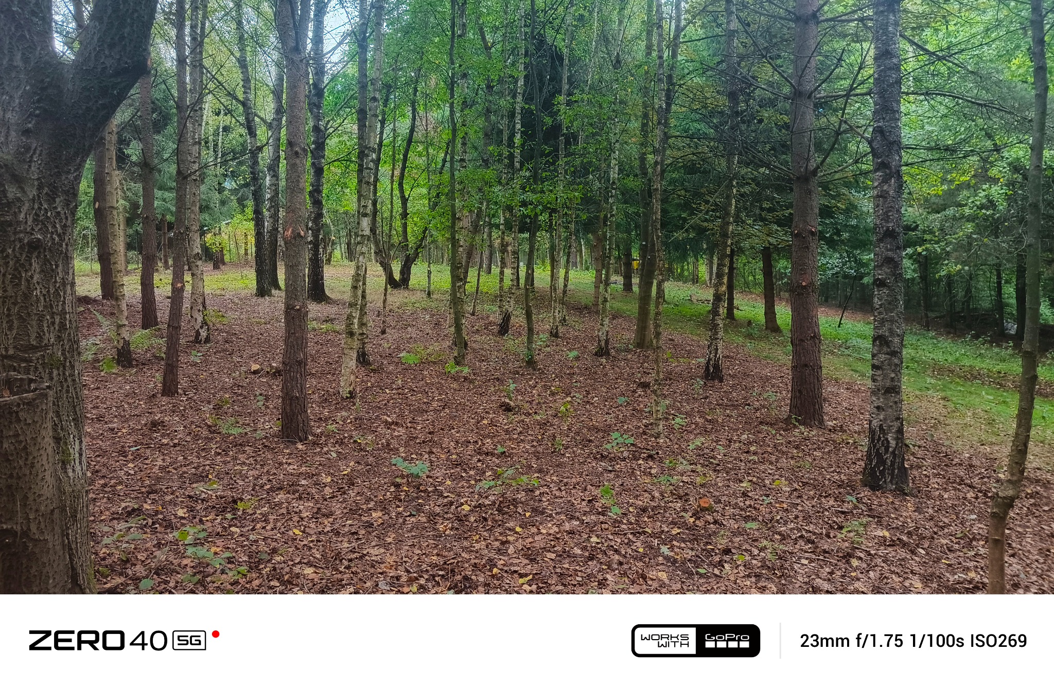 Leśny krajobraz z młodymi drzewami i opadłymi liśćmi. Widoczne brzozy i inne drzewa liściaste, tworzące gęsty, zielony baldachim. Ziemia pokryta brązowymi liśćmi.