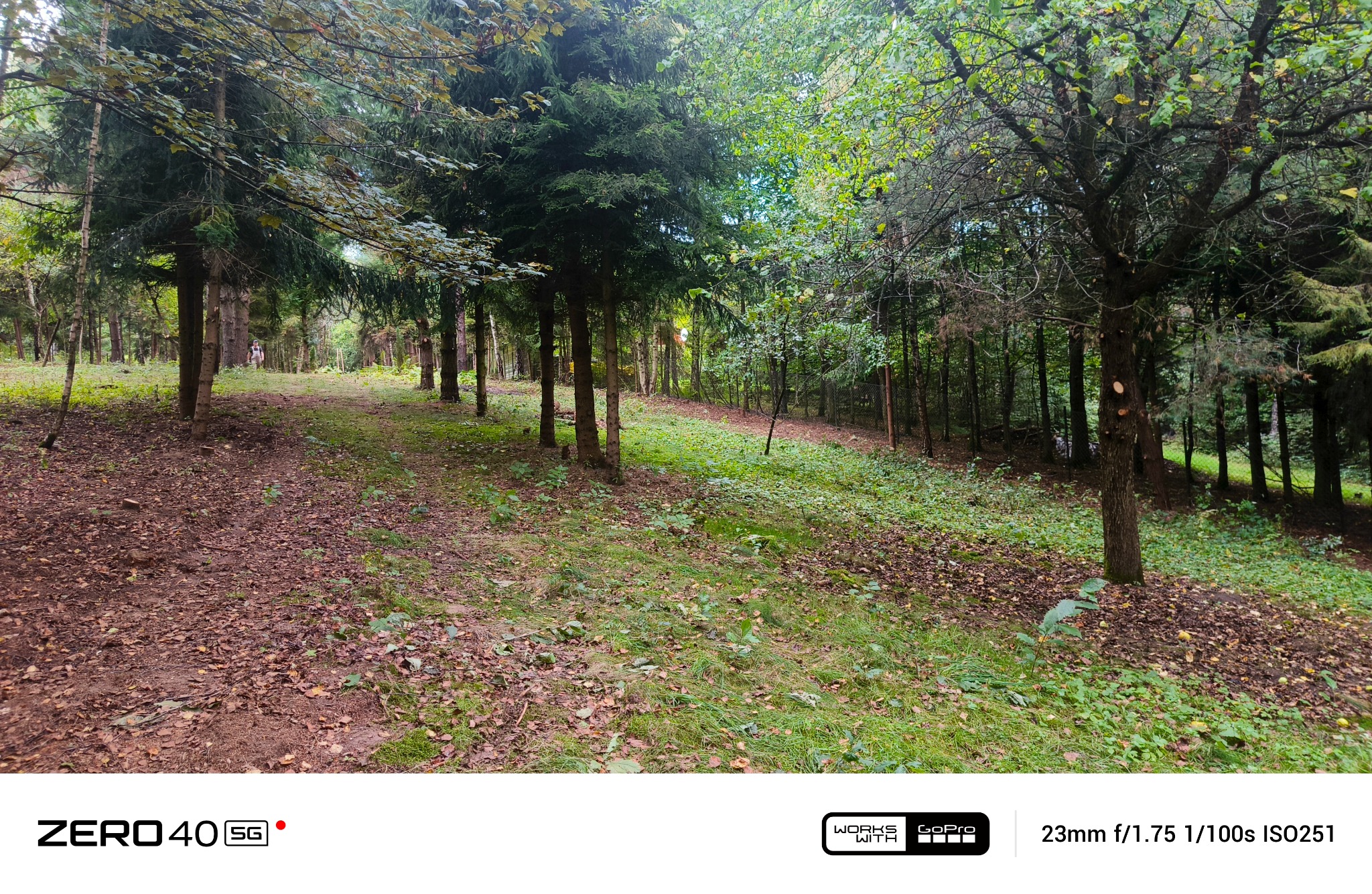 Leśna ścieżka z drzewami po obu stronach, pokryta opadłymi liśćmi i trawą. Widoczne ścięte gałęzie na jednym z drzew. Lekkie, naturalne oświetlenie.