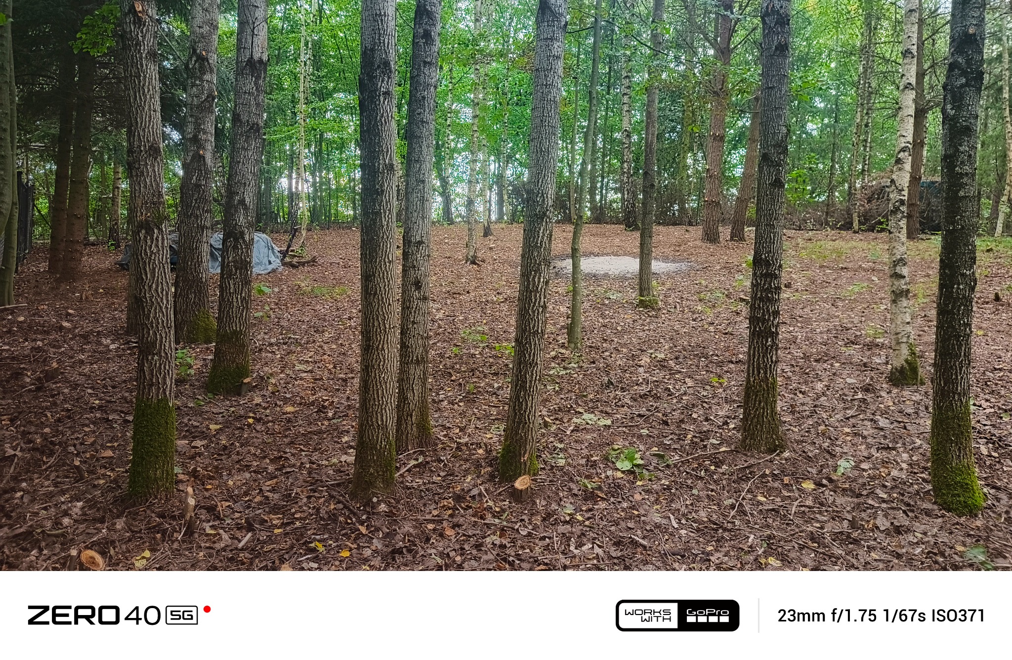 Leśny krajobraz z widocznymi ściętymi pniami drzew, pokrytymi mchem u podstawy. W tle widać zieloną roślinność i rozrzucone liście.