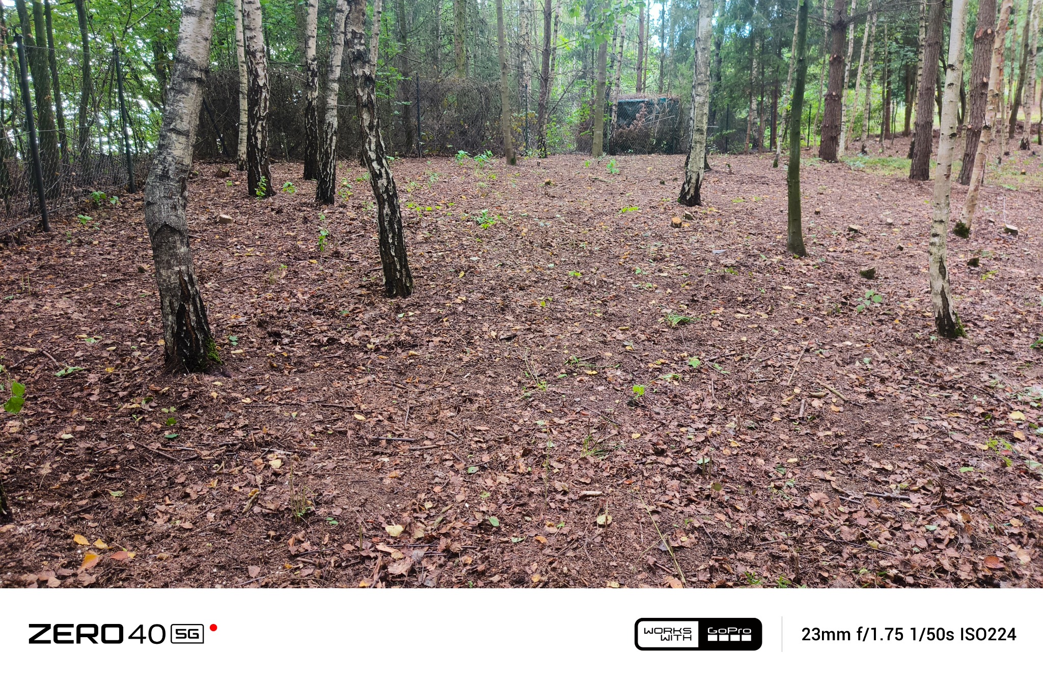 Leśny krajobraz z młodymi brzozami, ziemia pokryta opadłymi liśćmi, w tle widoczny fragment zarośniętej konstrukcji.