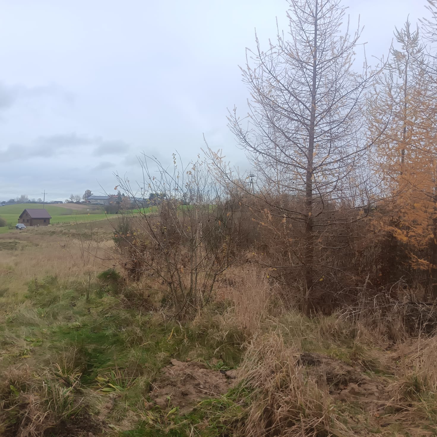 Wycinka drzew przed wycinką