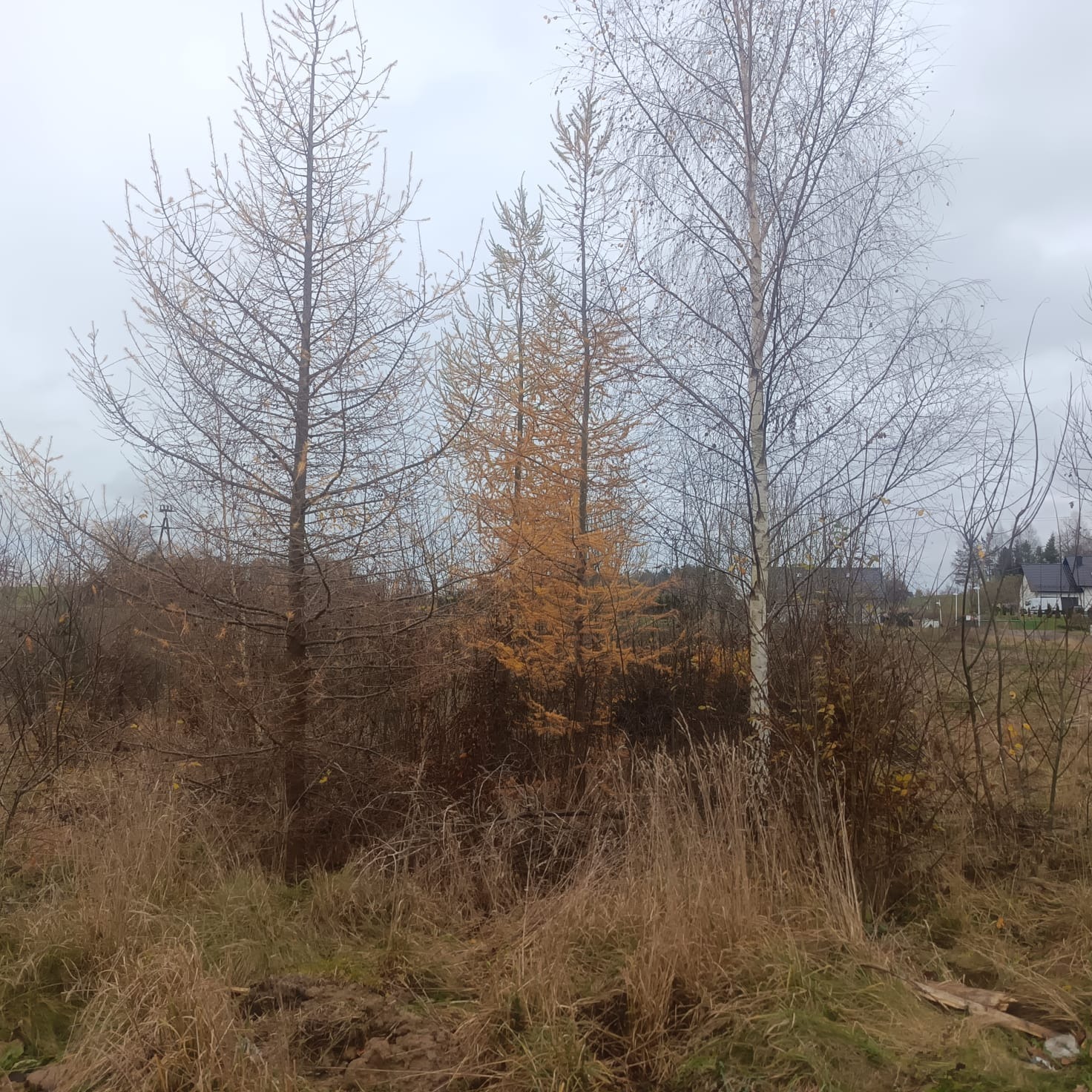 Jesienny krajobraz z trzema drzewami: dwoma bezlistnymi i jednym z żółtymi igłami, na tle pochmurnego nieba i zabudowań w oddali.