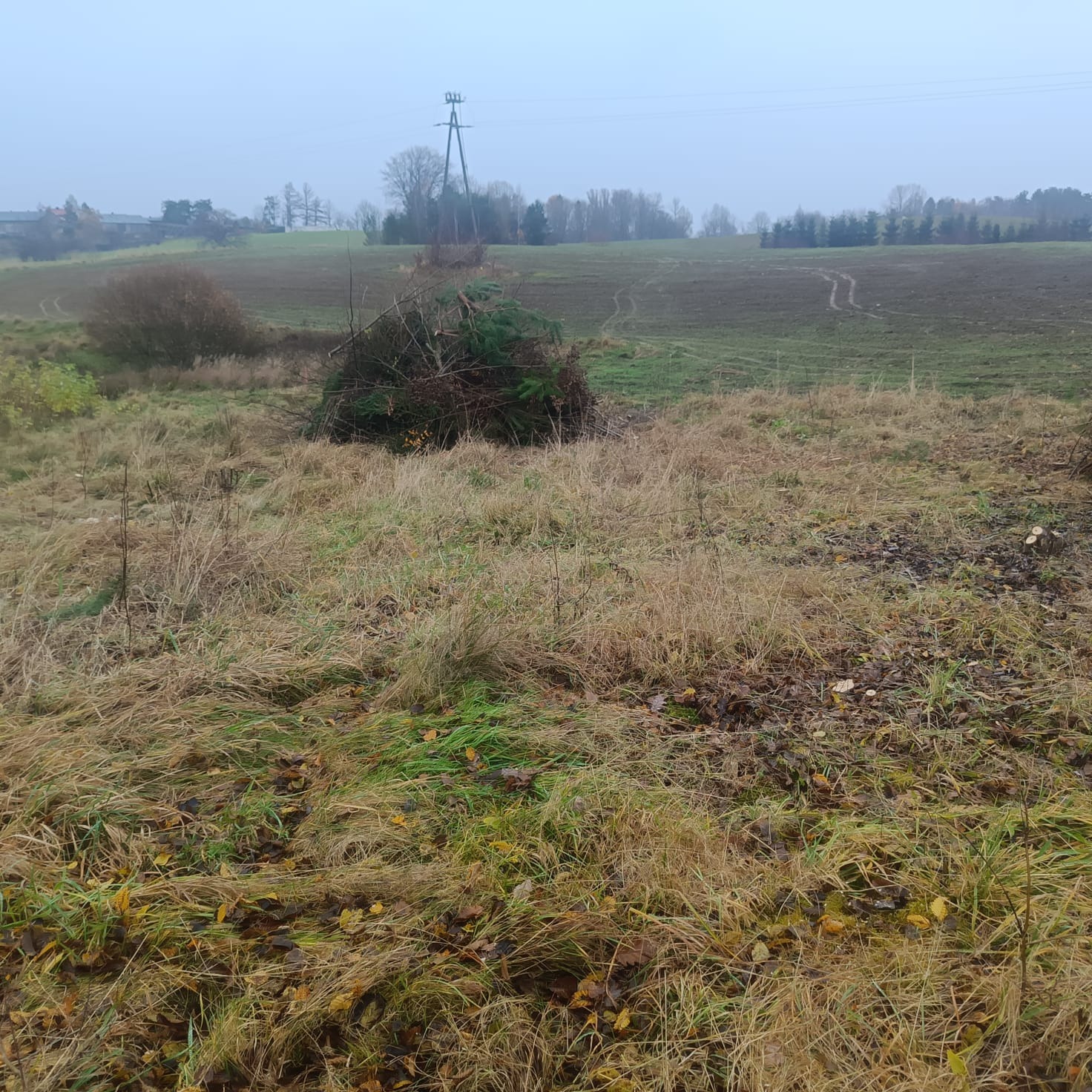Stos gałęzi po wycince na zarośniętym polu, w tle pole uprawne i linia energetyczna. Pochmurny dzień, jesienna kolorystyka.