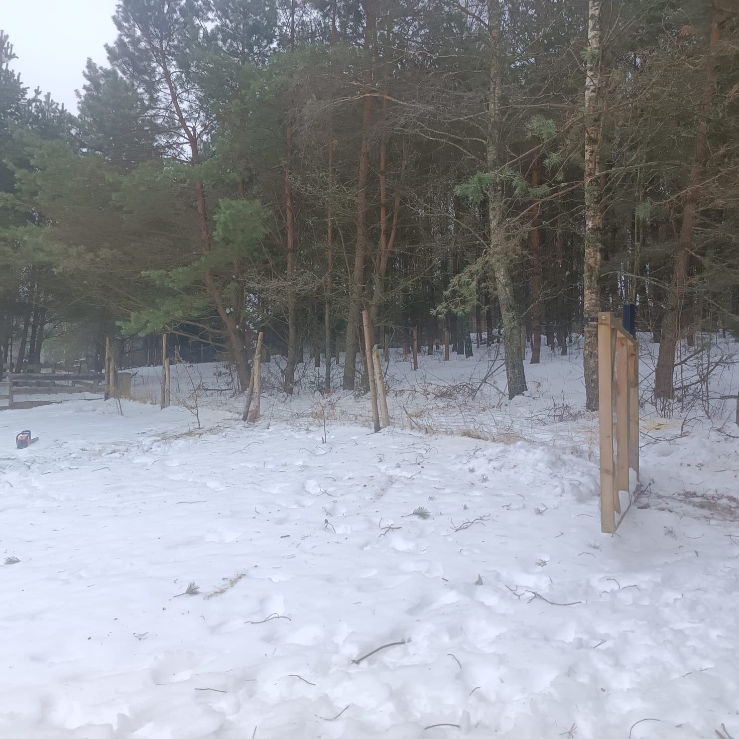 Ścięte pnie drzew w zimowym lesie, pozostałości po wycince, pokryte śniegiem. W tle widoczny las iglasty i częściowo ogrodzenie. Na pierwszym planie drewniana konstrukcja.