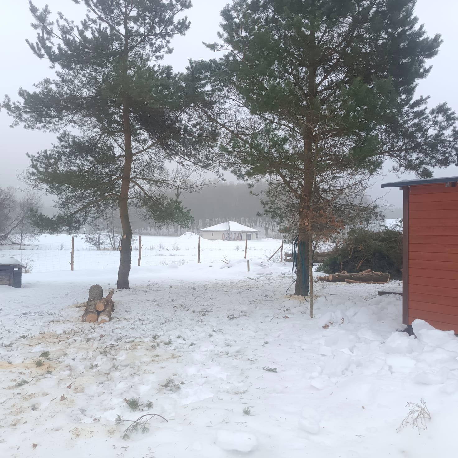 Zimowy krajobraz po wycince drzew: ścięte pnie, gałęzie i trociny w śniegu, z widocznym budynkiem w tle i fragmentem drewnianej konstrukcji po prawej.