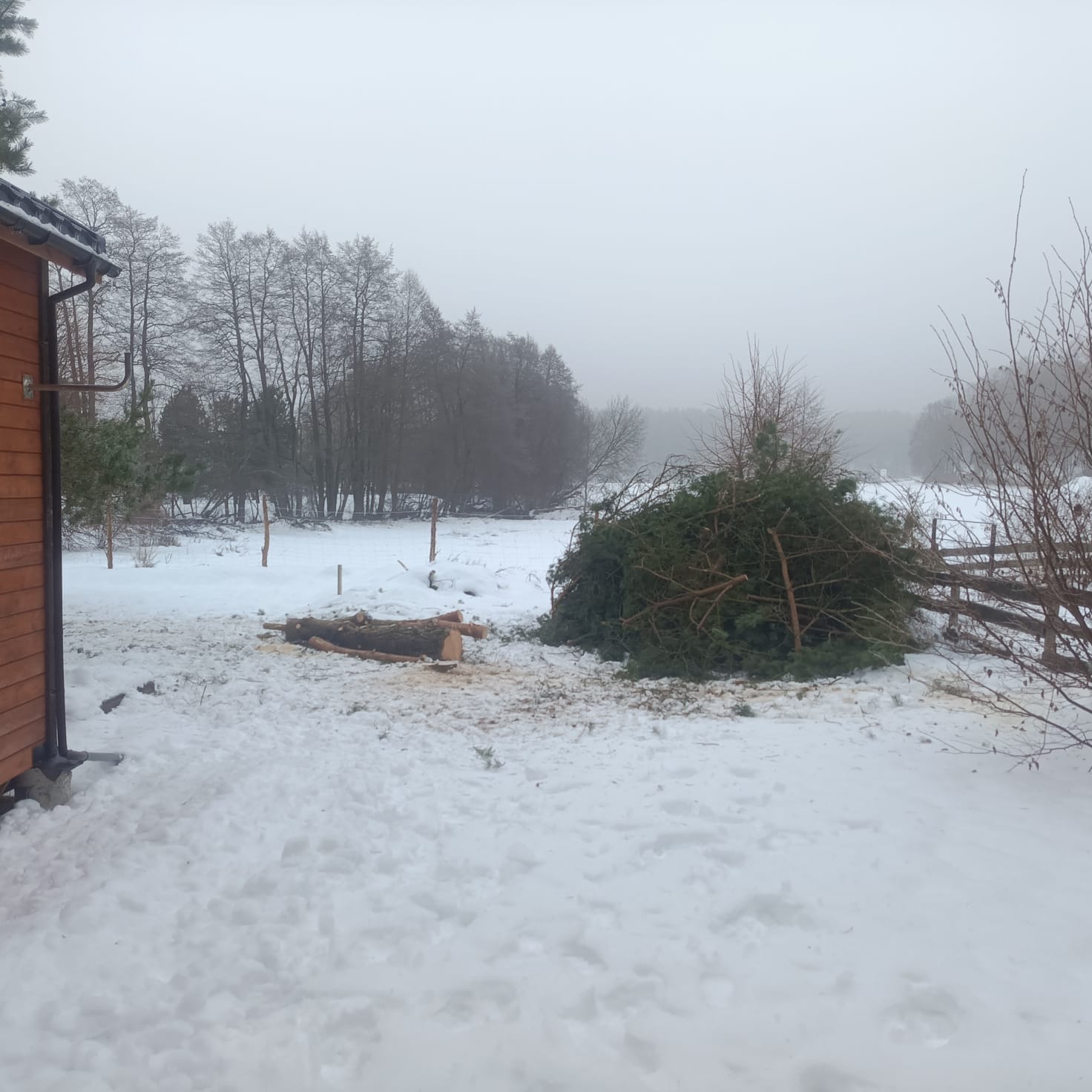 Ścięte drzewo iglaste leżące na śniegu obok pnia i drewnianych wiórów, widoczne ogrodzenie i budynek z brązową elewacją w zimowym krajobrazie.