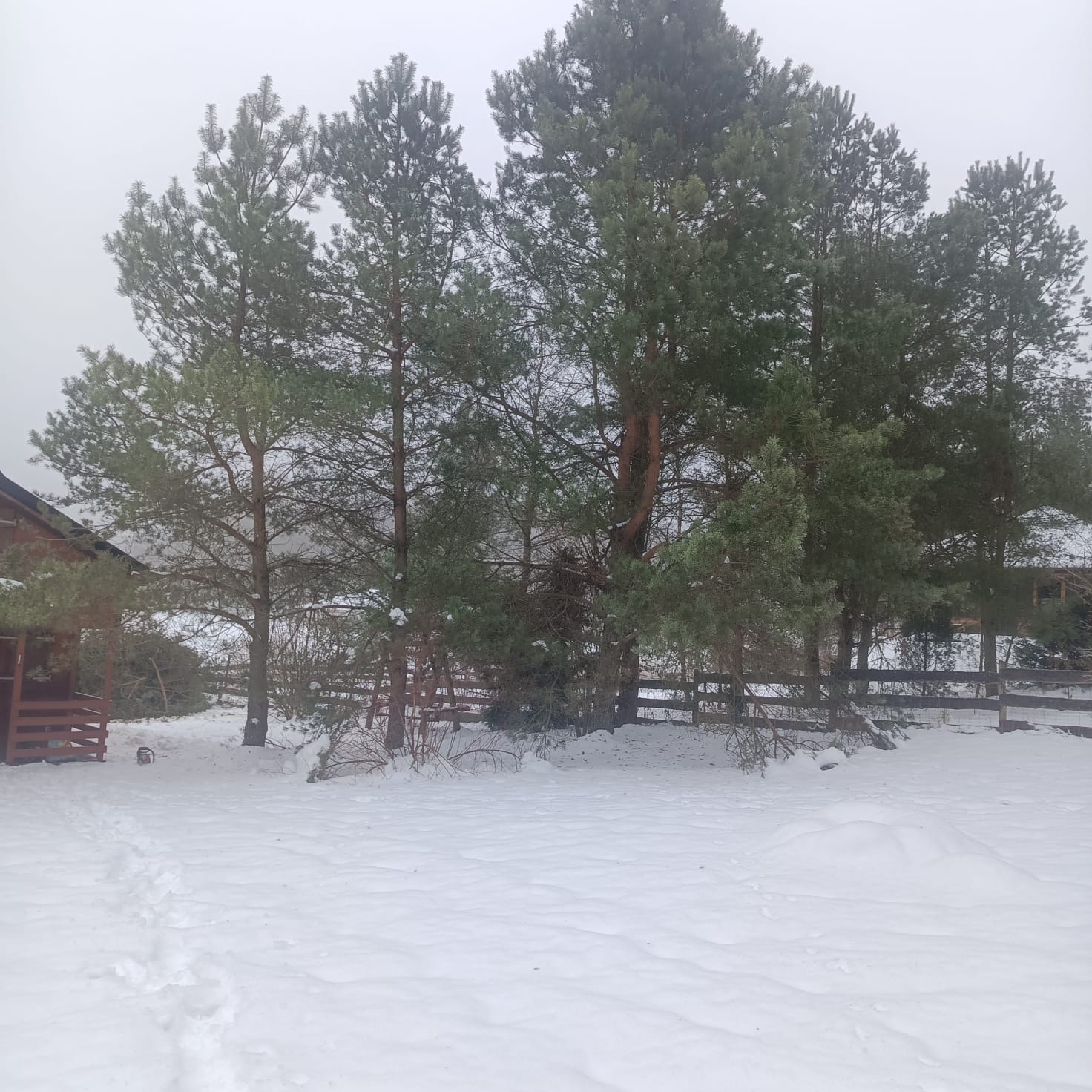 Zimowy krajobraz z grupą sosen, częściowo przykrytych śniegiem, z widocznymi śladami cięcia gałęzi i drewnianym ogrodzeniem w tle, w pochmurny dzień.