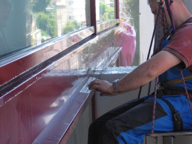 Pracownik na wysokościach, zabezpieczony linami, instaluje kolce przeciw ptakom na parapecie okna budynku w mieście.