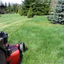 Czerwona kosiarka spalinowa w trakcie pracy na trawniku przed domem z widocznymi pasami świeżo skoszonej trawy i świerkiem srebrnym w tle.