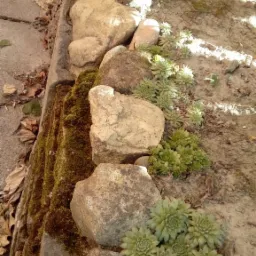 Kaskada skalna obsadzona rozchodnikami i mchem, z ziemią w tle, w ciepłym świetle słonecznym.