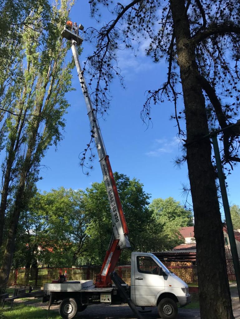 Podnośnik koszowy na tle drzew i błękitnego nieba, widoczne osoby w koszu na wysokości przycinające gałęzie drzewa.