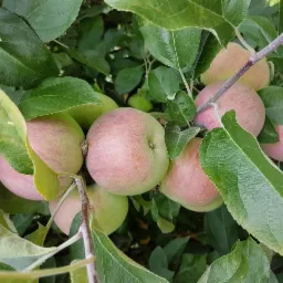 Jabłka odmiany o różowo-zielonej skórce, dojrzewające na gałęzi drzewa otoczone zielonymi liśćmi w słoneczny dzień.