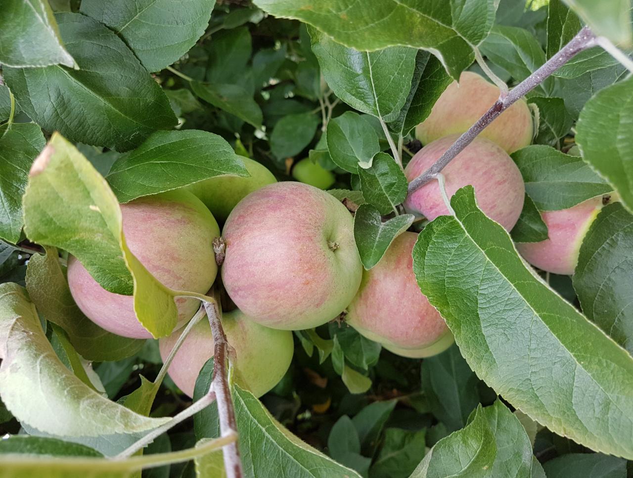 Jabłka odmiany o różowo-zielonej skórce, dojrzewające na gałęzi drzewa otoczone zielonymi liśćmi w słoneczny dzień.