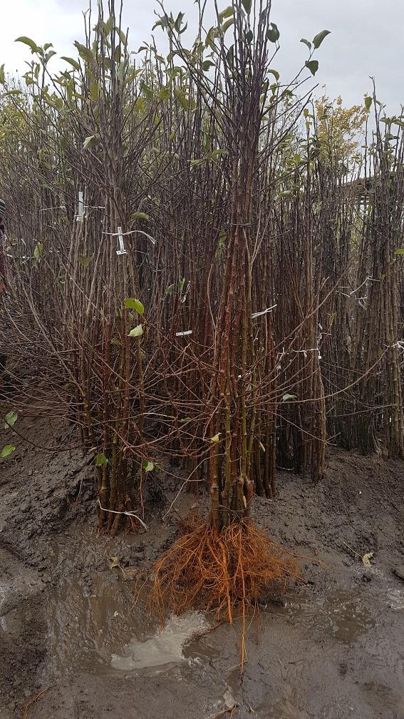 Szkółka drzewek owocowych z gołym korzeniem, przygotowanych do sadzenia, widoczne brązowe korzenie i pojedyncze zielone listki, ziemia błotnista.