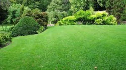 N&S GARDEN SERVICE - Projektowanie ogrodów Bucze