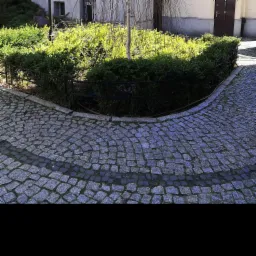 Nasadzenie Brzozy 'Doorenbos' - realizacja Wrocław ul. Dworcowa