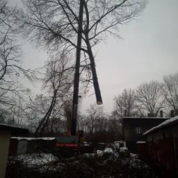 Cięcie drzewa z użyciem dźwigu na tle pochmurnego nieba i zabudowań, gałęzie leżą na ziemi pokrytej śniegiem.