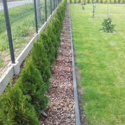 Robert - Równy szpaler świeżo posadzonych, zielonych tuj oddzielony korą od trawnika, obrzeże z kostki betonowej, w tle ogrodzenie panelowe.