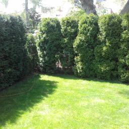 Robert - Równomiernie przycięty żywopłot z tuj szmaragdowych oddzielający trawnik od sąsiedniej posesji, widoczny pomarańczowy kabel na trawie.