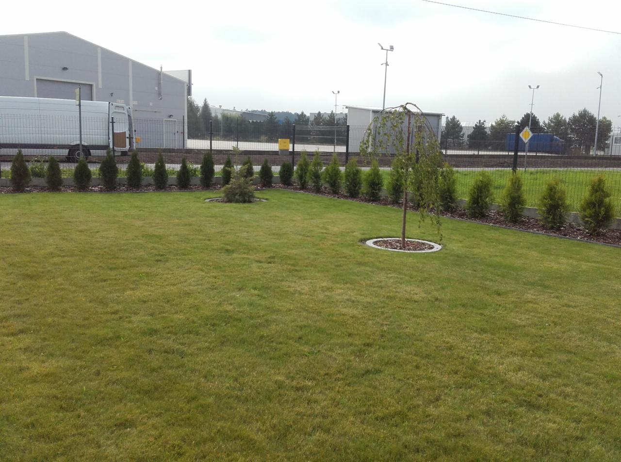 Zadbany trawnik z rzędem małych tui wzdłuż ogrodzenia, pojedyncze drzewko płaczące otoczone kamienną obwódką. W tle budynek magazynowy i biały bus.