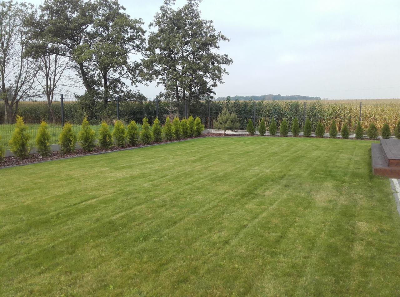 Regularnie koszony trawnik z rzędem młodych tuj wzdłuż ogrodzenia, za którym widać pole kukurydzy.