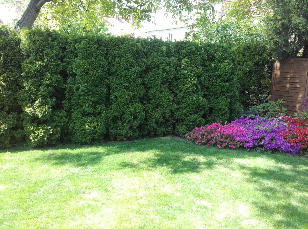 Równy szpaler zielonych tuj tworzący żywopłot, z kolorowymi azalkami u podstawy, na tle zielonego trawnika w słoneczny dzień.