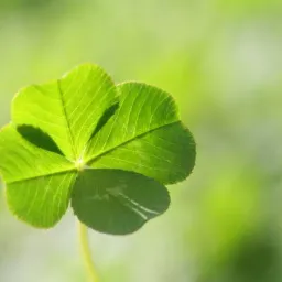 Czterolistna koniczyna podświetlona słońcem, z widocznymi żyłkami na liściach i delikatnym, rozmytym zielonym tłem.