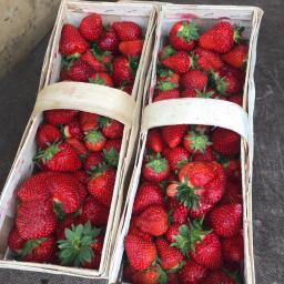 Pakowanie i konfekcjonowanie Gniewoszów 2