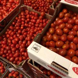 SM ARGO Dorota Skuza - Kartonowe skrzynki wypełnione czerwonymi pomidorami koktajlowymi różnych producentów, widoczne etykiety 'Soci Pasion' oraz 'Vicasol' z symbolem pszczoły.