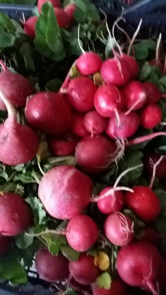 Świeżo zebrane, umyte rzodkiewki w plastikowej skrzynce, widoczne liście i korzenie, zróżnicowana wielkość warzyw.