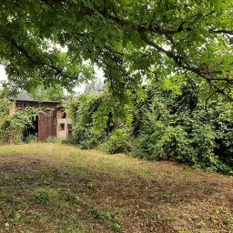 Moto-Kuźnia Justyna Maślankiewicz - Zarośnięty budynek gospodarczy z drewnianymi drzwiami, częściowo obrośnięty bluszczem, widoczny zza drzew z rzadką trawą na pierwszym planie.