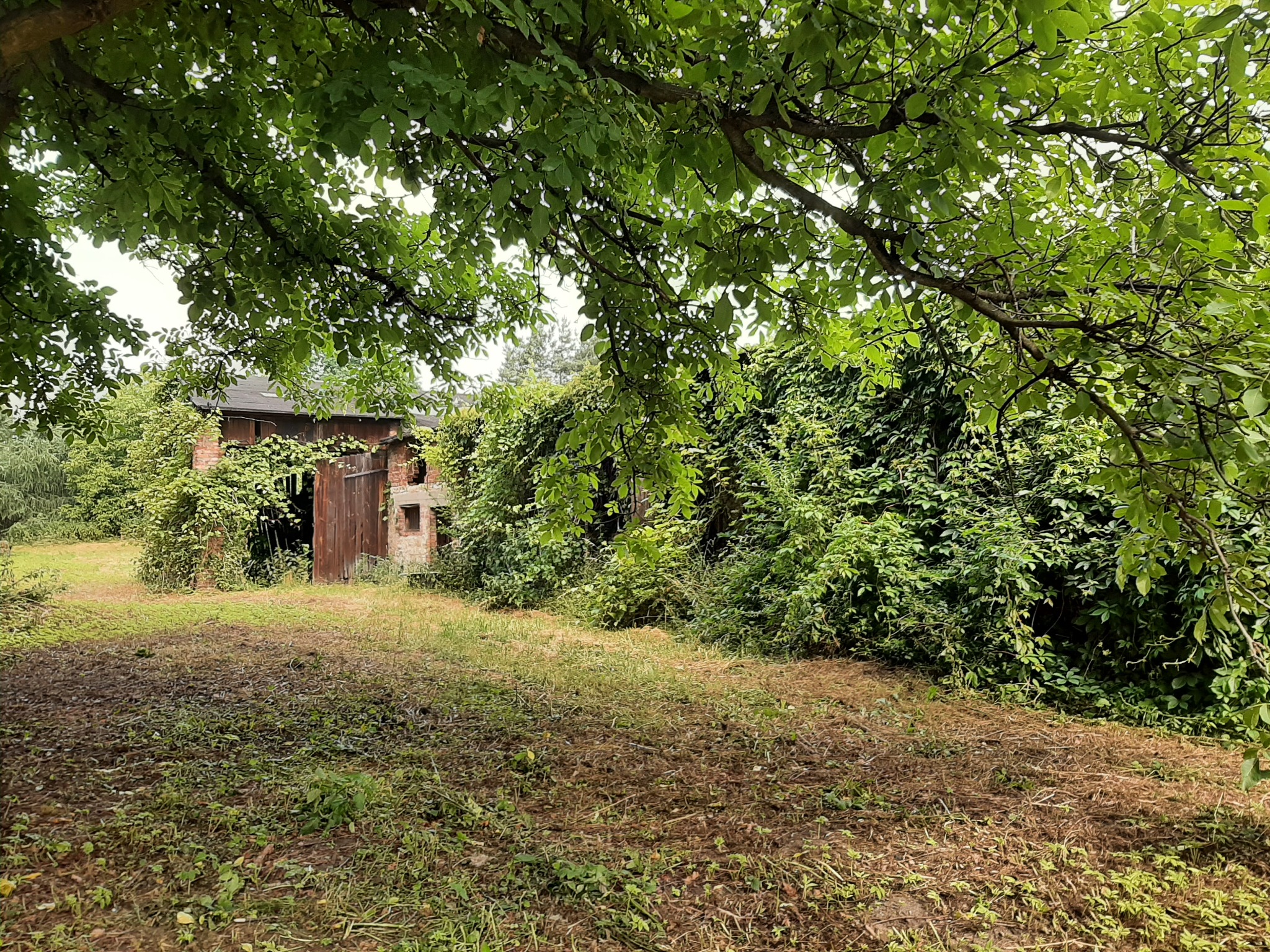 Zarośnięty budynek gospodarczy z drewnianymi drzwiami, częściowo obrośnięty bluszczem, widoczny zza drzew z rzadką trawą na pierwszym planie.