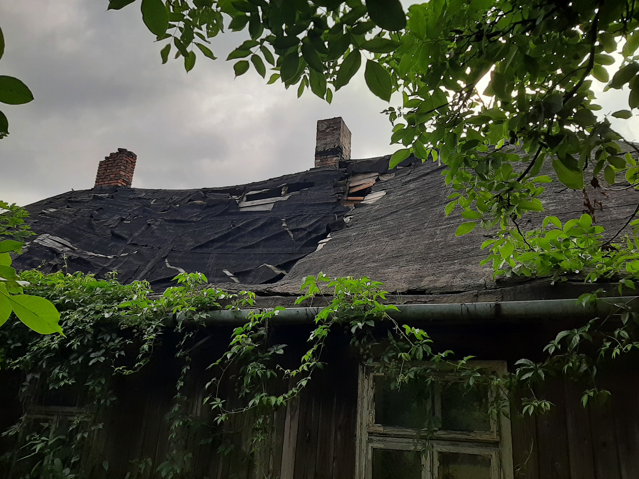 Zrujnowany dach starego, drewnianego domu z dwoma kominami, pokryty czarną papą z widocznymi dziurami, częściowo porośnięty zielenią.