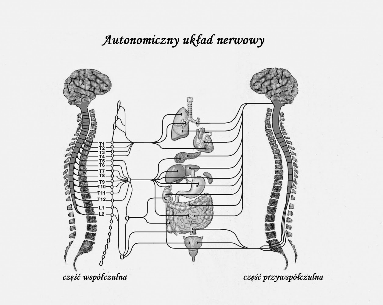 Czarno-biały schemat autonomicznego układu nerwowego człowieka, z zaznaczonymi częściami współczulną i przywspółczulną oraz połączeniami z narządami wewnętrznymi.