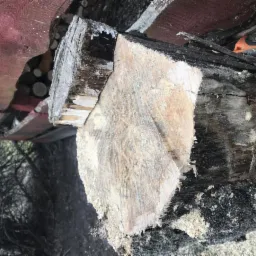 Świeżo ścięty pień drzewa z widocznymi śladami cięcia i pozostałościami kory, leżący na ziemi w otoczeniu gałęzi i innych pni.