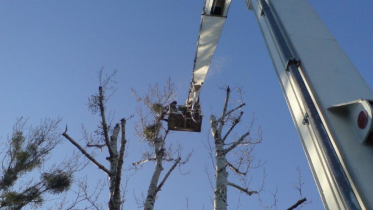 Pracownik w podnośniku koszowym przycina gałęzie wysokich brzóz, widoczne gołe konary i pozostałości po cięciu na tle błękitnego nieba.