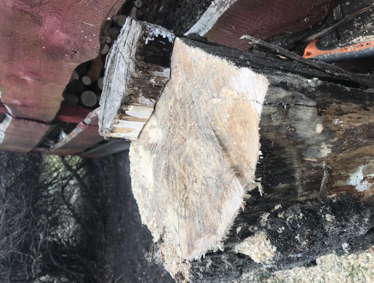 Świeżo ścięty pień drzewa z widocznymi śladami cięcia i pozostałościami kory, leżący na ziemi w otoczeniu gałęzi i innych pni.