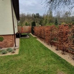 Wycinka drzew Ćmielów 3