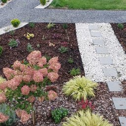 Wycinka drzew Ćmielów 4