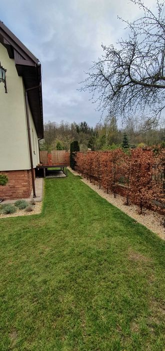 Długi, zadbany trawnik przylegający do domu z ceglaną podmurówką i drewnianym tarasem. Wzdłuż trawnika rosną równe, brązowe drzewa tworzące żywopłot, oddzielone od trawnika pasem jasnych kamieni.