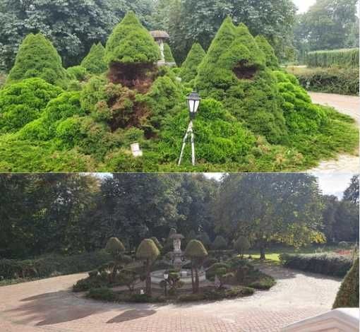 Formowane krzewy iglaste w ogrodzie, część z nich w kształcie stożków, z widocznymi uszkodzeniami, obok latarnia ogrodowa na trójnogu, w tle drzewa i aleja.