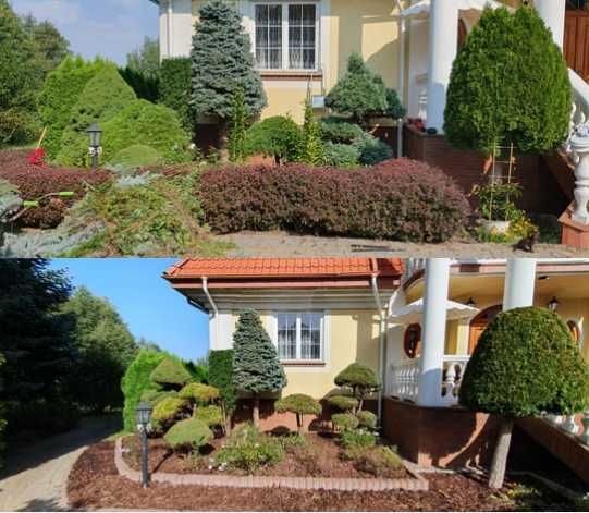 Zdjęcie 'przed i po' przedstawia metamorfozę ogrodu przydomowego: uporządkowane krzewy i drzewka ozdobne, świeżo wyściółkowane rabaty z korą, schludny trawnik i ścieżka z kostki brukowej. Górna...