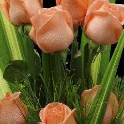 Kwiaciarnia Przy Fontannie - Bukiet z brzoskwiniowych róż pokrytych kroplami wody, otoczonych zielonymi liśćmi na ciemnym tle.