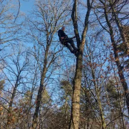 Mężczyzna w uprzęży, wspinający się na drzewo w lesie, widok z dołu na tle błękitnego nieba.